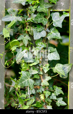 Ivy (Hedera helix) growing over wooden fence post Stock Photo