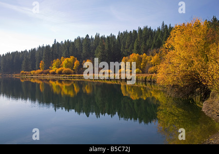 Aspen trees and willow bushes turn gold in October as the autumn leaves change color along the Deschutes River Trail, Bend, Oregon. Stock Photo