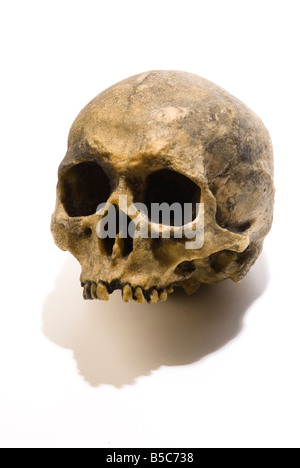 Frontal view of a skull Has white background and also could be use to represent danger or poison Stock Photo