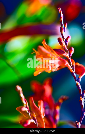 bright orange flower on colorful blurred background isle of Ouessant Brittany France Stock Photo