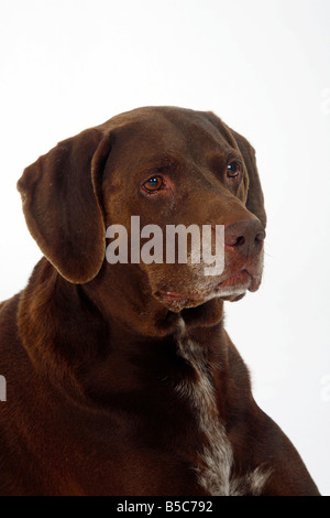German Shorthaired Pointer male 9 years old Stock Photo