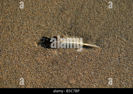 feather on a sandy beach Cornwall UK Stock Photo