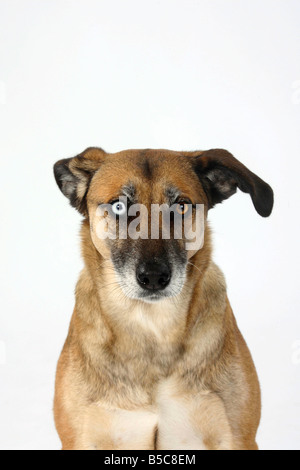 Mixed Breed Dog odd eyed Stock Photo