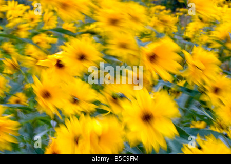 Flowers, yellow spring flowers blur with green background blow in the wind. Stock Photo