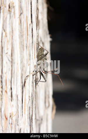 A prehistoric looking bug on a tree in northern Missouri Stock Photo