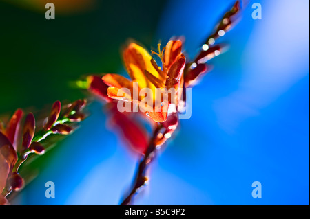 Zoom in bright orange flower on blue and green blurred background isle of Ouessant Brittany France Stock Photo