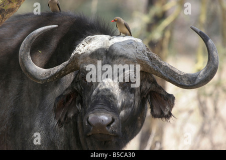 Water Buffalo Bubalus bubalis with Red-billed Oxpecker Buphagus erythrorhynchus on head at Nakuru NP, Kenya. Stock Photo