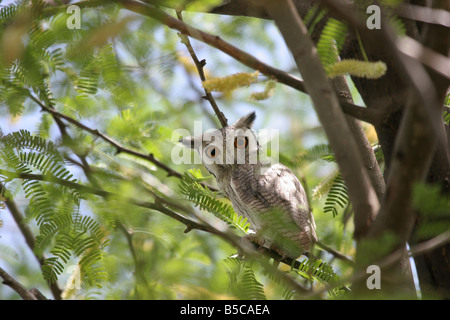 White-faced Scops Owl Otus leucotis roosting in tree looking at observer at Lake Baringo, Kenya. Stock Photo