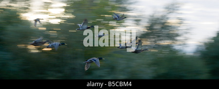 Flying mallard ducks with movement Stock Photo