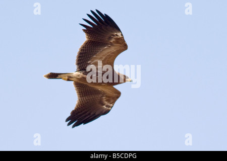 Golden Eagle, Aquila chrysaetos, Island of Rhodes, Dodecanese, Greece ...