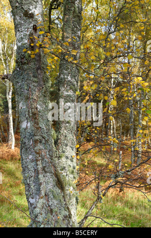 Trees and woods Scotland UK Silver Birch Betula pendula at Burn O' Vat Stock Photo