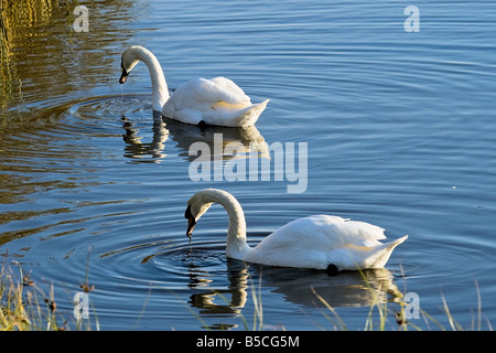 Mirrored Swans Stock Photo