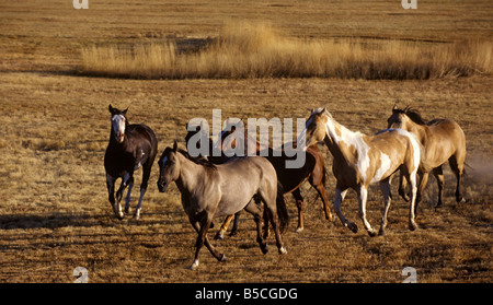 Cowboys and their horses Stock Photo