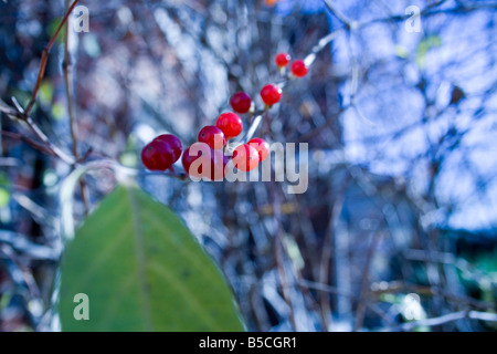 axil berries blade botanical branches bush chlorophyll close flora fruit green leaf macro petiole photosynthesis plant red stipu