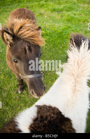 Two Shetland Pony foals one brown and one black and white coloured Stock Photo