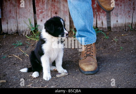 border collie puppy at rancher's boot,  Wyoming, USA  1999 Stock Photo