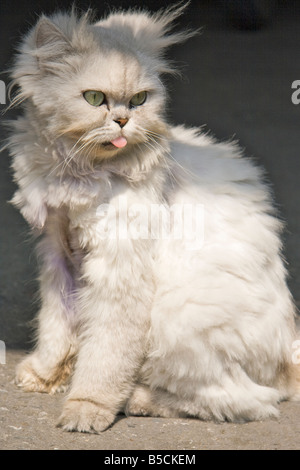 A siberian white cute cat with tongue sticking out Stock Photo