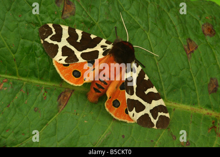 Garden Tiger Moth (Arctia caja) Stock Photo