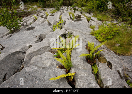 limestone pavement at Gait Barrows NNR Cumbria with Hard Shield fern Polystichum aculeatum growing in grykes