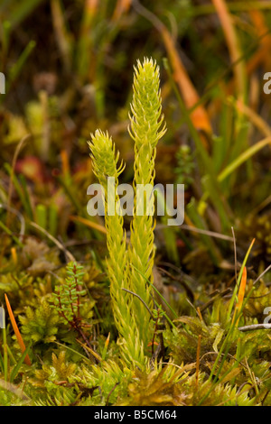 Marsh Clubmoss Lycopodiella inundata in sphagnum bog Purbeck Dorset Stock Photo