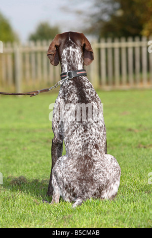 German Shorthaired Pointer on leash Stock Photo