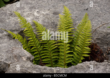 Hard Shield fern Polystichum aculeatum growing in a gryke in limestone pavement Gait Barrows NNR Cumbria Stock Photo