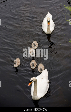 Mute Swan Cygnus olor adult and cygnets on the Lancaster Canal near Carnforth Lancs Stock Photo