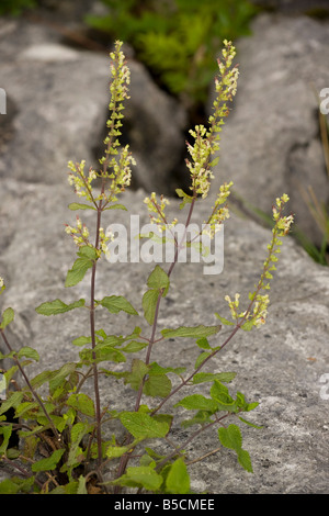 Wood Sage Teucrium scorodonia in flower on limestone pavement Cumbria Stock Photo