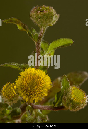 Small fleabane Pulicaria vulgaris very rare plant of grazed grassland in the New Forest Hants Stock Photo