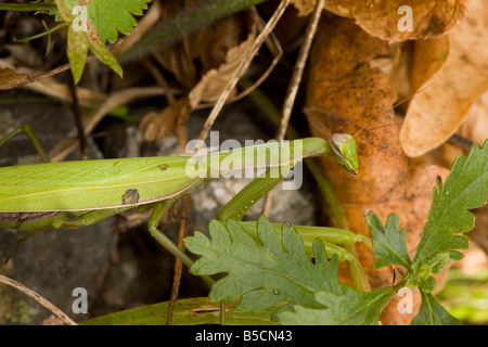 Female Praying Mantis Mantis religiosa in autumn Romania Stock Photo
