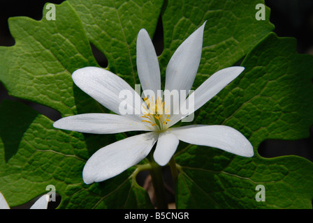 The white flower blossom of a Sanguinaria canadensis also known as Bloodroot because of the bright red color of its sap Stock Photo