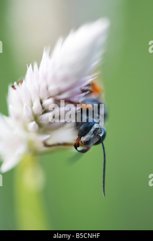 Chrysis ignite. Ruby tailed wasp on a plant in the indian countryside. India. Macro Stock Photo