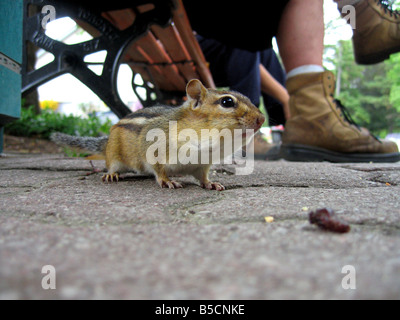 A chipmunk scurries around the feet of park visitors looking for food Stock Photo