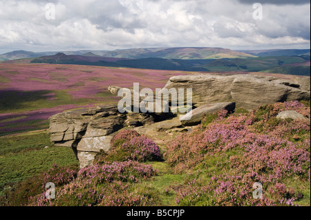 Heather (Calluna vulgaris) moorland, Stanage Edge, Peak District, National Park, Derbyshire, UK Stock Photo