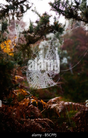A large cobweb covered in early morning dew. New Forest, Hampshire. UK. Late Autumn. Stock Photo