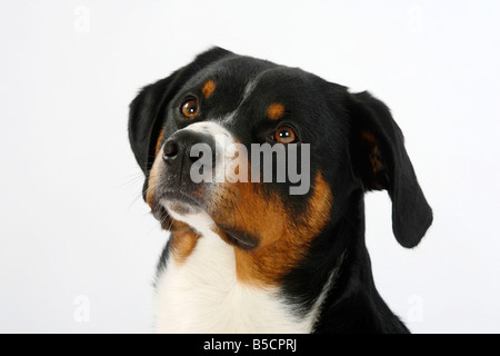 Appenzell Mountain Dog Stock Photo