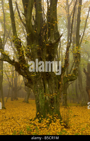 Old hornbeam pollard Carpinus betulus in ancient wood pasture The Breite autumn near Sigishoara Transylvania Romania Stock Photo