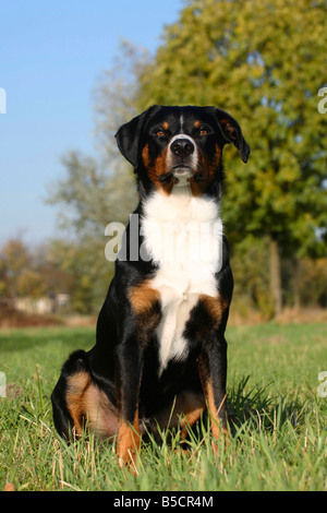 Appenzell Mountain Dog Stock Photo