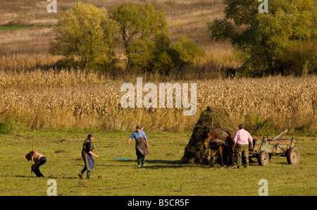 Communal hay making by Romany people in autumn near Agnita in the saxon village area Transylvania Romania Stock Photo