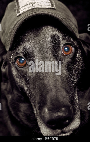 baseball dog with a baseball and a red cap Stock Photo - Alamy