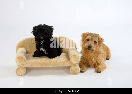 Norfolk Terrier and Bolonka Zwetna puppy 12 weeks Tsvetnaya Bolonka Stock Photo