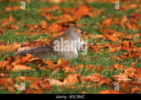 Grey Squirrel [Sciurus carolinensis] sat eating nut found on ground covered by autumn leaves, England, UK Stock Photo