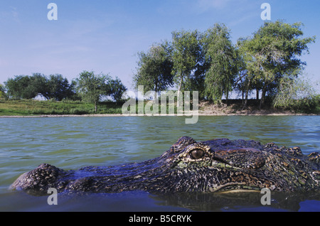 American Alligator Alligator mississipiensis adult in pond Rio Grande Valley Texas USA Stock Photo