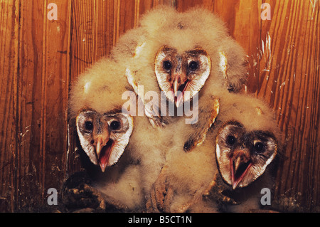 Barn Owl Tyto alba young in nest box Rio Grande Valley Texas USA Stock Photo