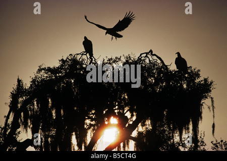 Black Vulture (Coragyps atratus),adults landing on roost, Myakka River State Park, Florida, USA Stock Photo