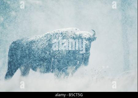 American Bison Buffalo Bison bison adult in snow storm Custer State Park South Dakota USA Stock Photo