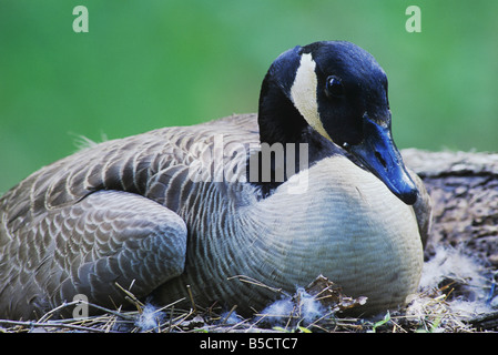 Canada Goose Branta canadensis adult on nest Raleigh Wake County North Carolina USA Stock Photo