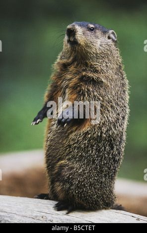 Groundhog Woodchuck Marmota monax adult standing upright Raleigh Wake County North Carolina USA Stock Photo