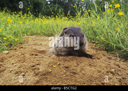 Groundhog Woodchuck Marmota monax young looking out of burrow Raleigh Wake County North Carolina USA Stock Photo