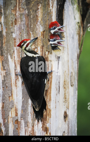 Pileated Woodpecker Dryocopus pileatus male feeding young in cavity Neuse River Raleigh Wake County North Carolina USA Stock Photo